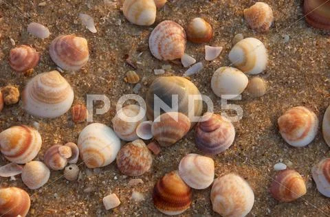 Sea Shells at Sunset Stock Photos