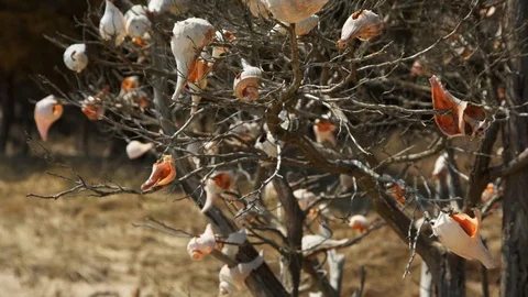 Sea Shells Sway with Wind in Tree on Ocean Beach 스톡 동영상 90818938