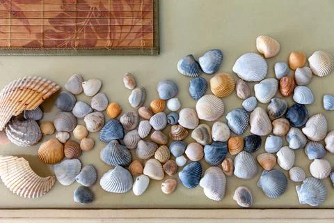 Sea Shells on a Table Stock Photos