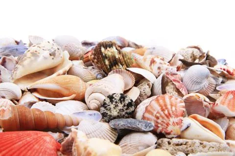 Sea shells texture Foto stock