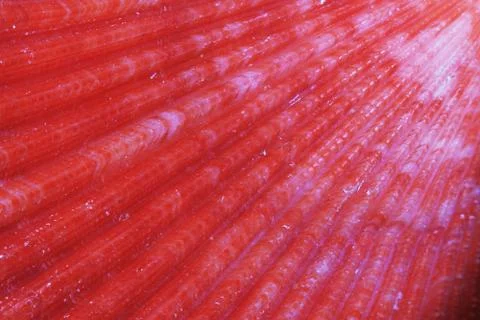 Sea shells texture Stock Photos