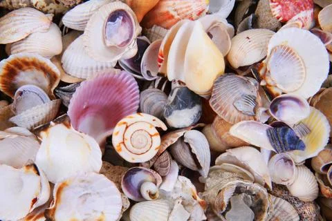 Sea shells texture Stockfoto's