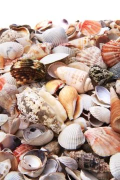 Sea shells texture Stockfoto's