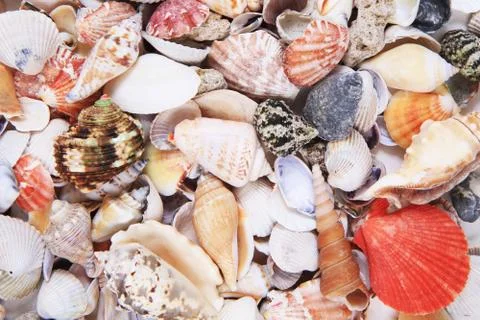 Sea shells texture Stockfoto's