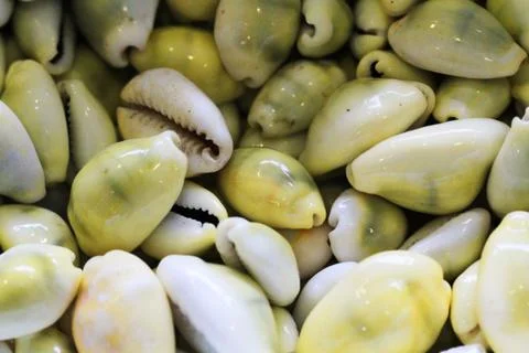 Sea shells texture 库存照片