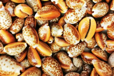 Sea shells texture Stockfoto's