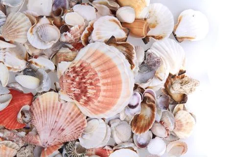 Sea shells texture Stock Photos