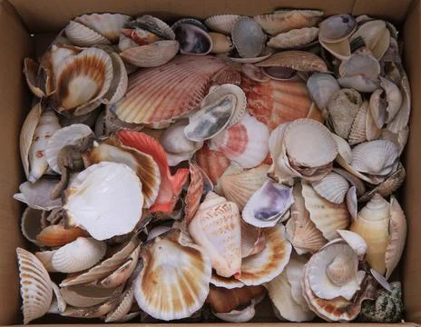Sea shells texture Stock Photos