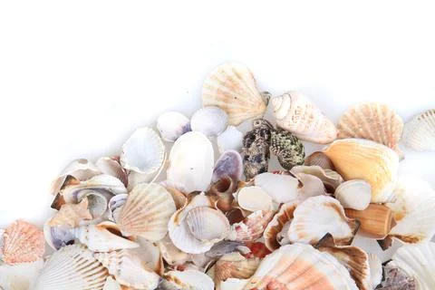 Sea shells texture Stock Photos