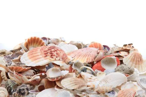 Sea shells texture Stock Photos