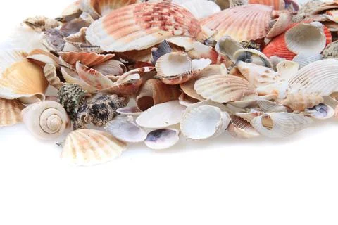 Sea shells texture Stock Photos