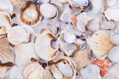 Sea shells texture Stock Photos