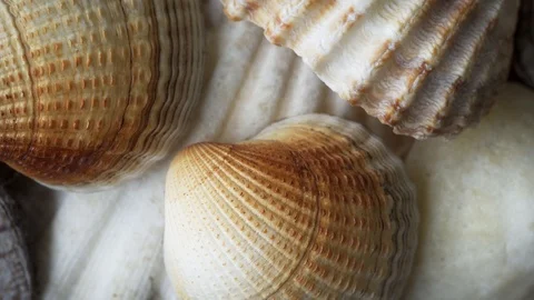 Sea shells top down view extreme close up stock footage Stock Footage 102576790