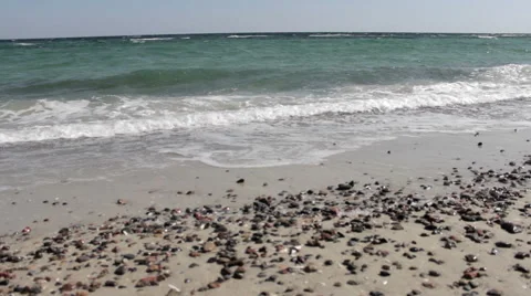 Sea shells on the tropical sandy beach Stock Footage 44252272