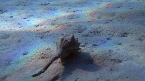 Sea shells under water in the sea Vidéo 80787173