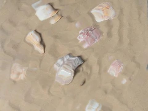 Sea shells underwater. sea composition background Stock Photos