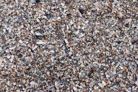 Sea shells use as background Stock Photos