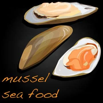Sea shells vector illustration Stock Illustration