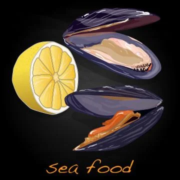 Sea shells vector illustration Stock Illustration