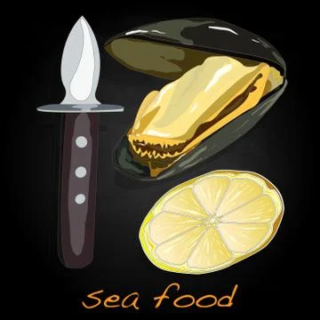 Sea shells vector illustration Stock Illustration