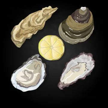 Sea shells vector illustration Stock Illustration