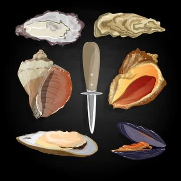 Sea shells vector illustration Stock Illustration
