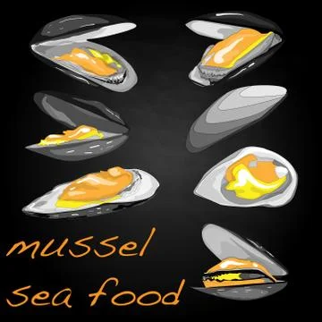 Sea shells vector illustration Stock Illustration