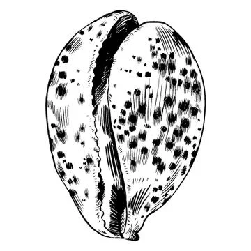 Sea shells vector monochrome illustration texture background Stock Illustration