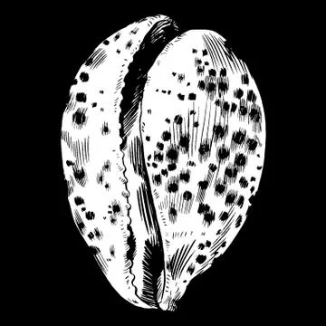 Sea shells vector monochrome illustration texture background Stock Illustration