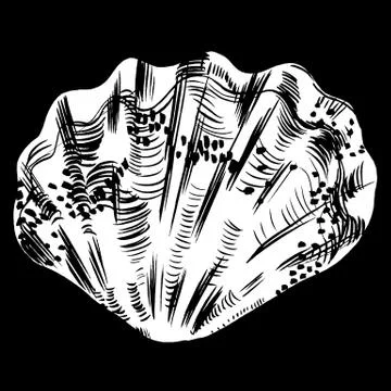 Sea shells vector monochrome illustration texture background Illustrazione stock