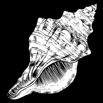 Sea shells vector monochrome illustration texture background Stock Illustration
