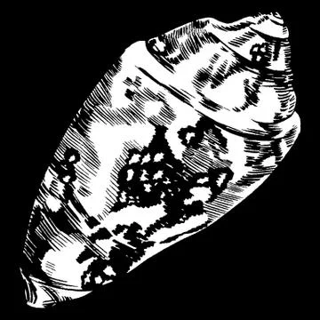 Sea shells vector monochrome illustration texture background Stock Illustration