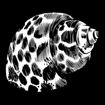 Sea shells vector monochrome illustration texture background Stock Illustration
