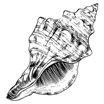 Sea shells vector monochrome illustration texture background Illustrazione stock