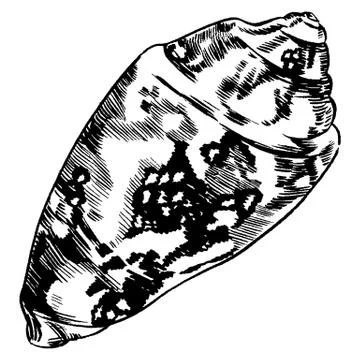 Sea shells vector monochrome illustration texture background Stock Illustration