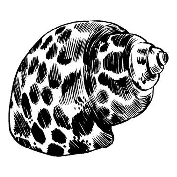 Sea shells vector monochrome illustration texture background Stock Illustration