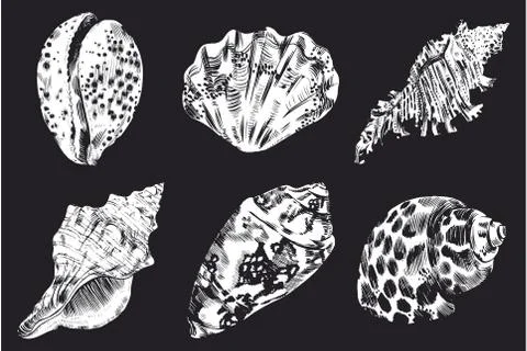 Sea shells vector monochrome illustration texture background Stock Illustration