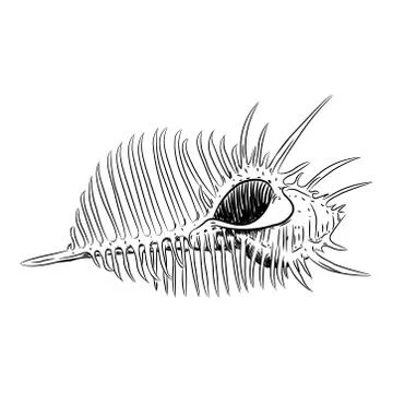 Sea shells Venus comb Murex pecten, sea snail shell, marine gastropod mollusk Stock Illustration