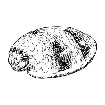 Sea shells Volutidae, common name volutes, are a taxonomic family of predator Stock Illustration