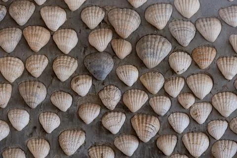Sea shells wall background in Joal Fadiouth sell island in Senegal Stock Photos