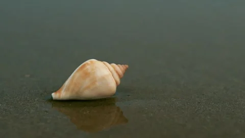 Sea shells washed up by the waves on the shoreline in the morning Stock Footage 258657544