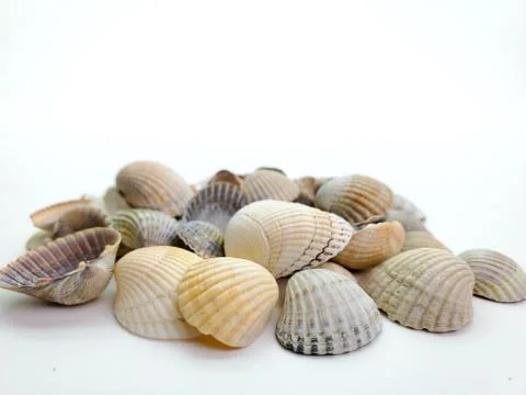 Sea shells on a white background, close-up. Sea shells Stock Photos