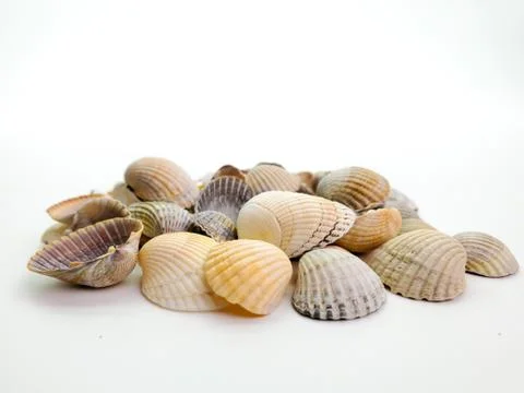 Sea shells on a white background, close-up Stock Photos