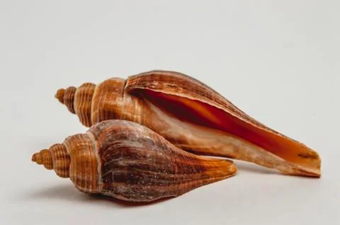 Sea shells on a white background closeup Foto stock