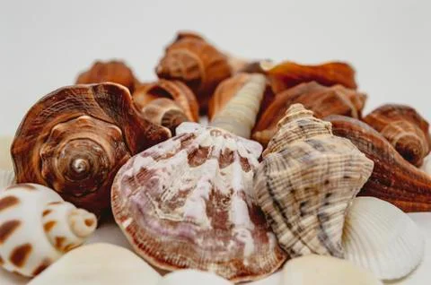 Sea shells on a white background closeup Foto stock