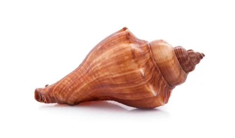 Sea shells on a white background isolated 写真素材