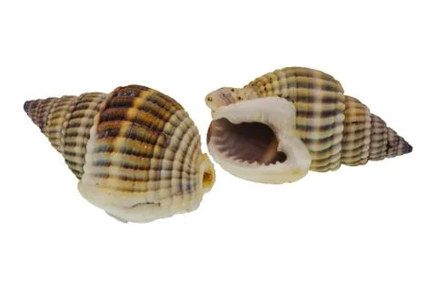 Sea shells on a white background 스톡 사진