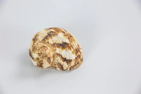 Sea shells on white background Stock Photos