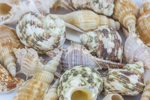 Sea shells on white background Stock Photos