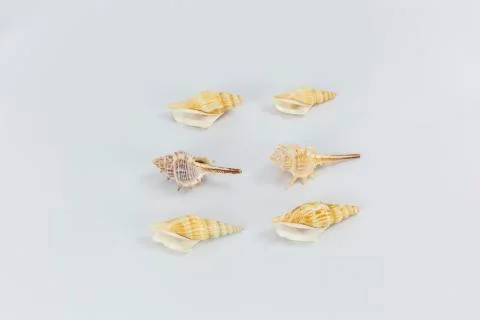 Sea shells on white background Stock Photos